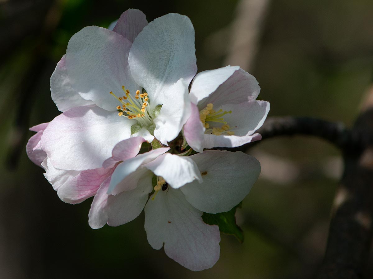 Bl&uuml;ten